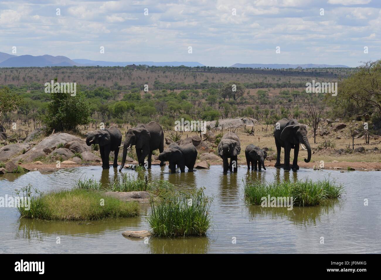 Animals serengeti watering hole hi-res stock photography and images - Alamy