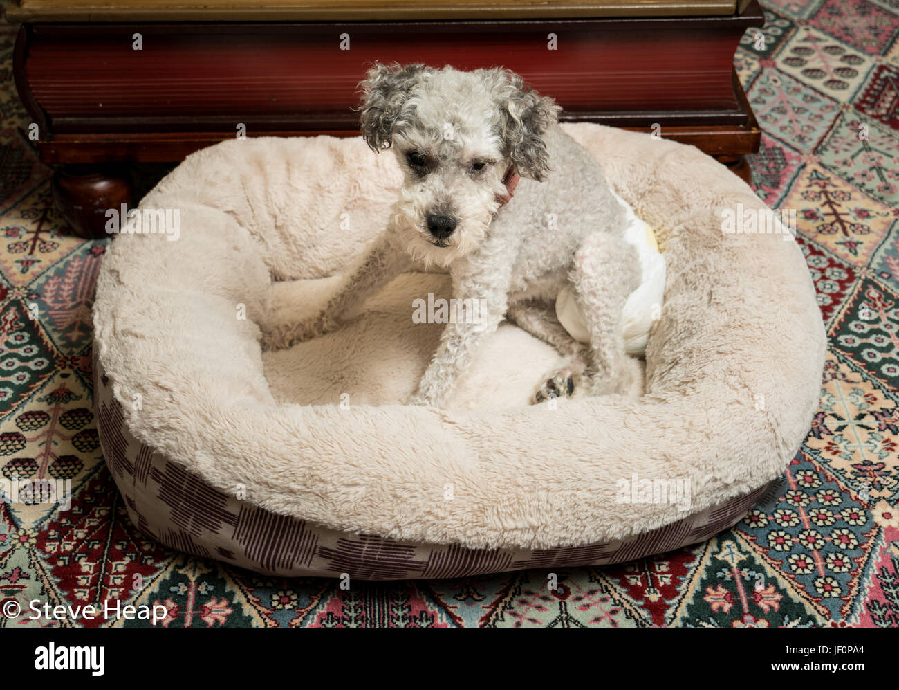 Old grey dog wearing a doggy diaper Stock Photo