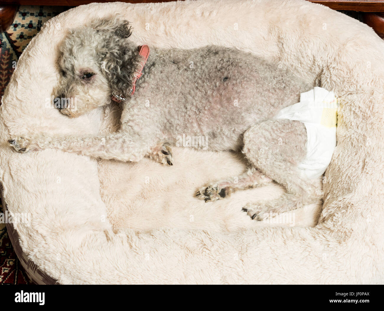 Old grey dog wearing a doggy diaper Stock Photo