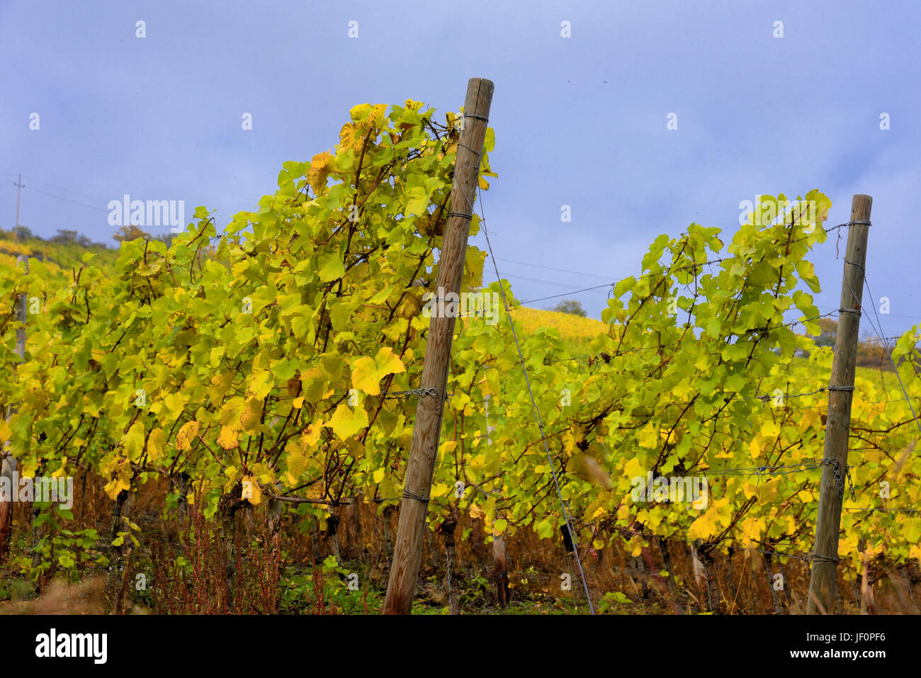 vineyard Stock Photo