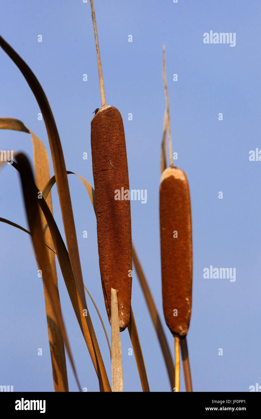 Typha Stock Photo