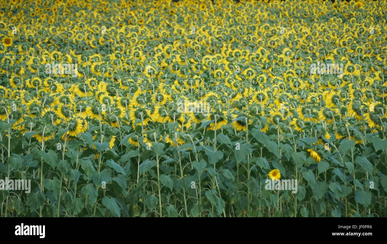 Sunflower Farm in Connecticut Stock Photo Alamy
