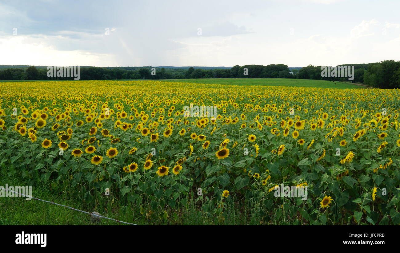 Sunflower Farm in Connecticut Stock Photo Alamy