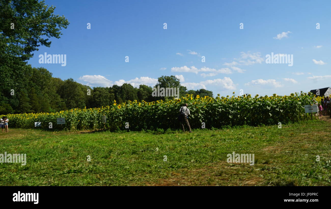 Sunflower Farm in Connecticut Stock Photo Alamy