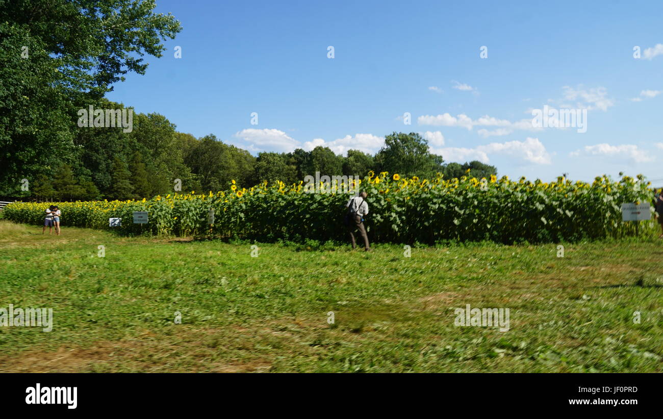 Sunflower Farm in Connecticut Stock Photo Alamy