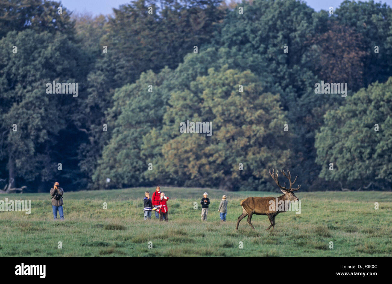 Walkers meet Red Deer stag / Jaegersborg Stock Photo