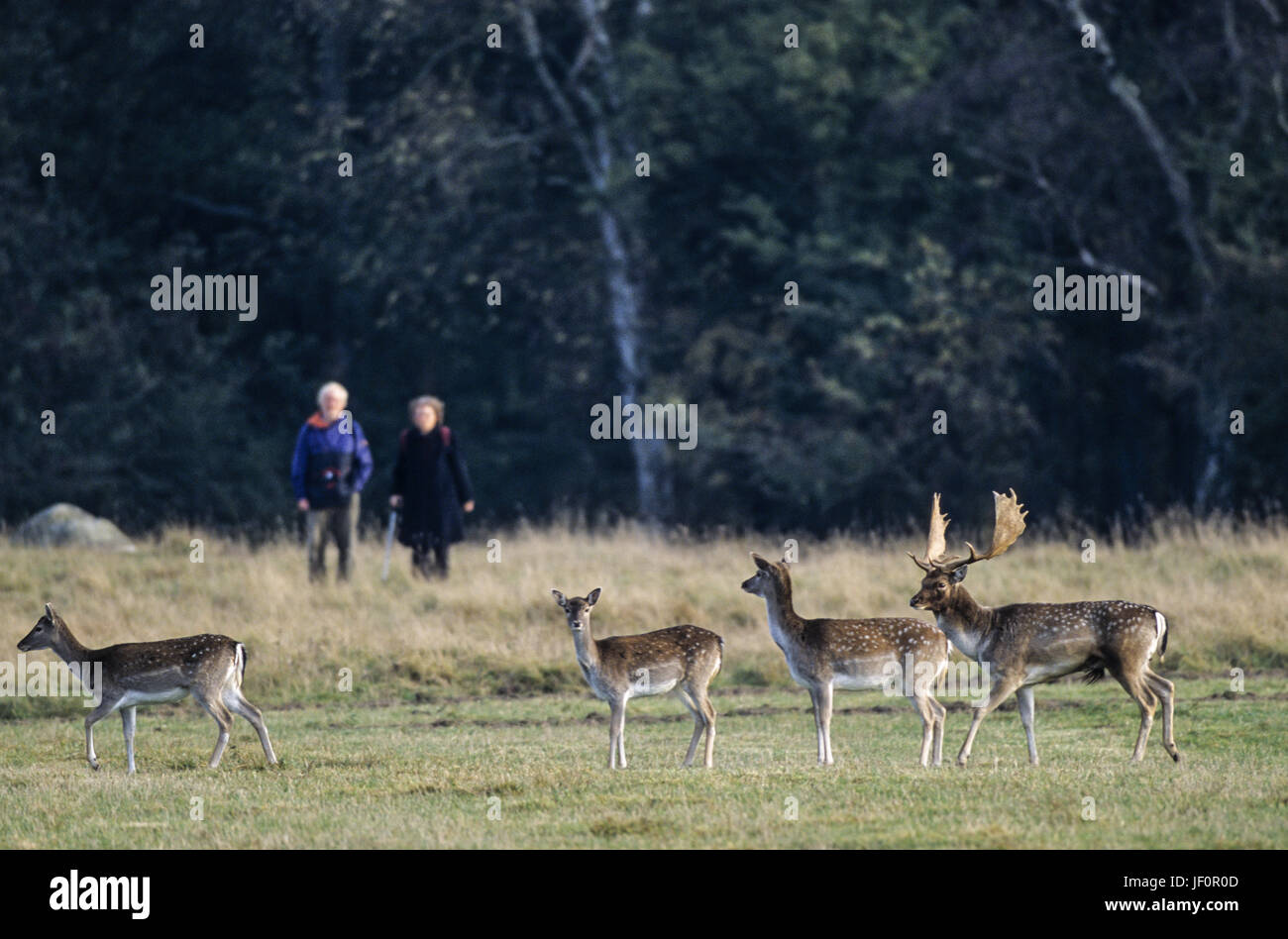 Walkers meet Fallow Deers / Jaegersborg Stock Photo
