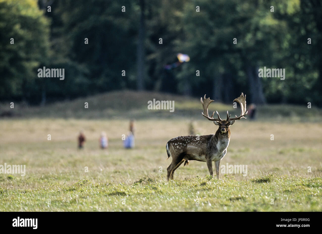 Fallow Deer stag meets walkers on a meadow Stock Photo
