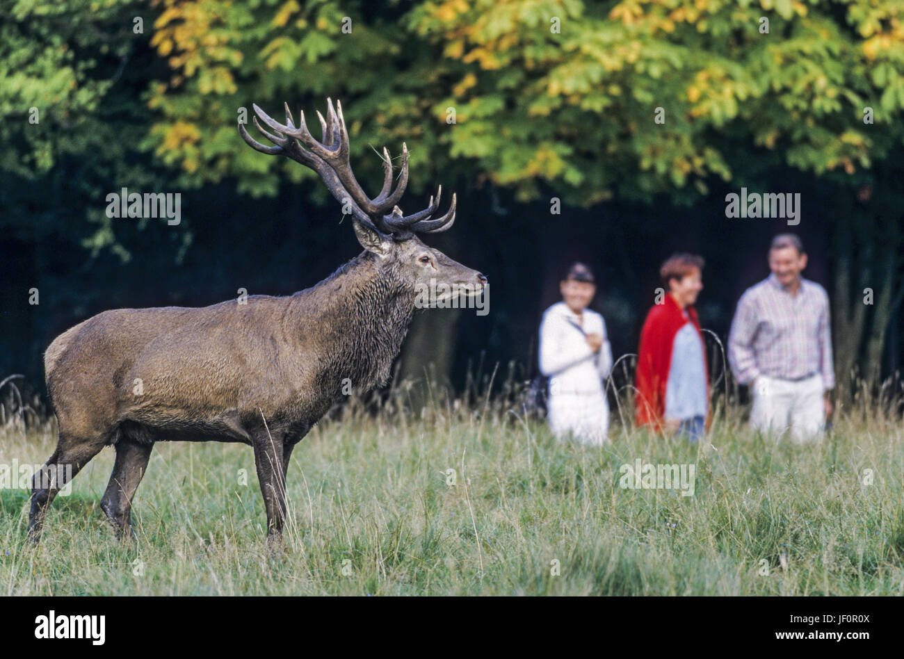 Walkers meet Red Deer stag / Stock Photo Alamy