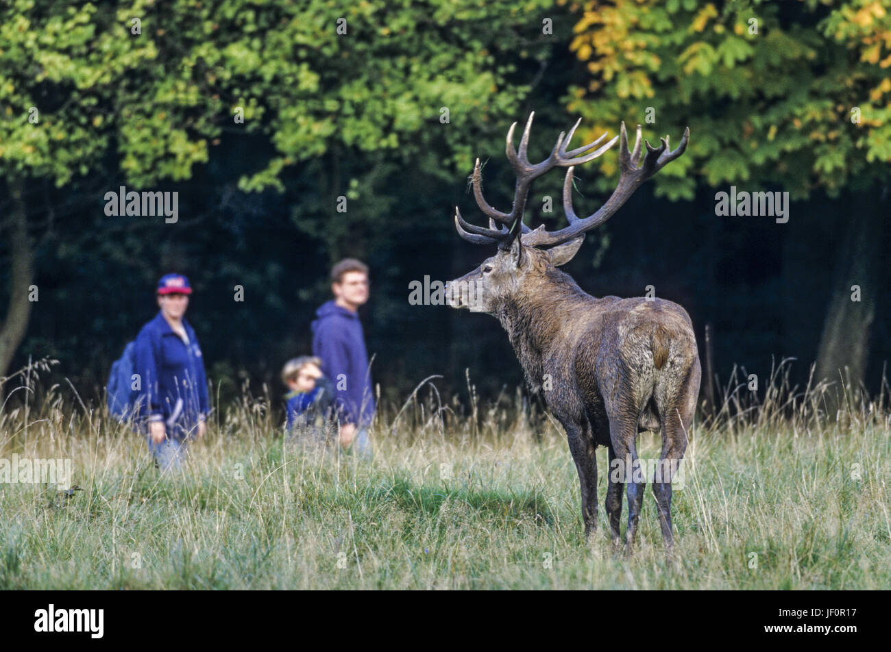 Walkers meet Red Deer stag / Jaegersborg Stock Photo