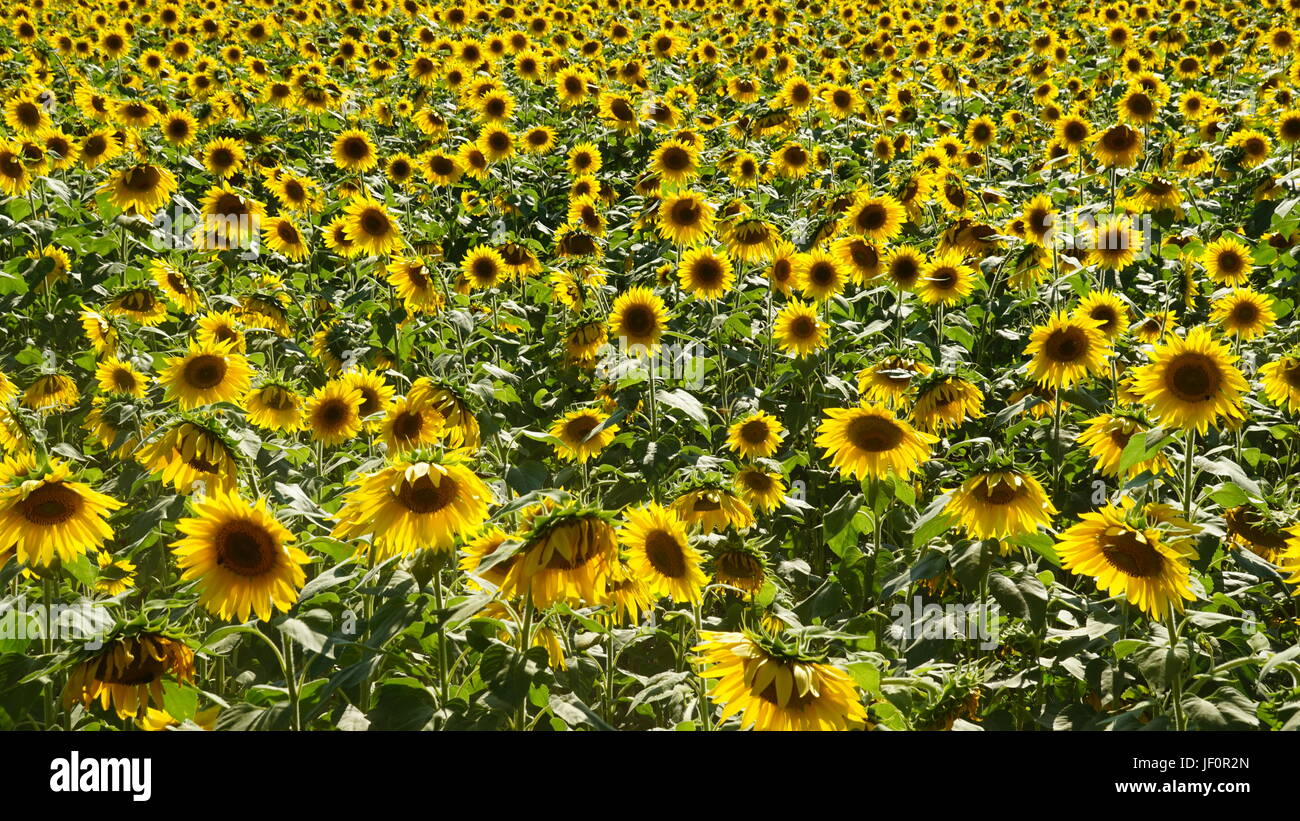 Sunflower Farm in Connecticut Stock Photo Alamy