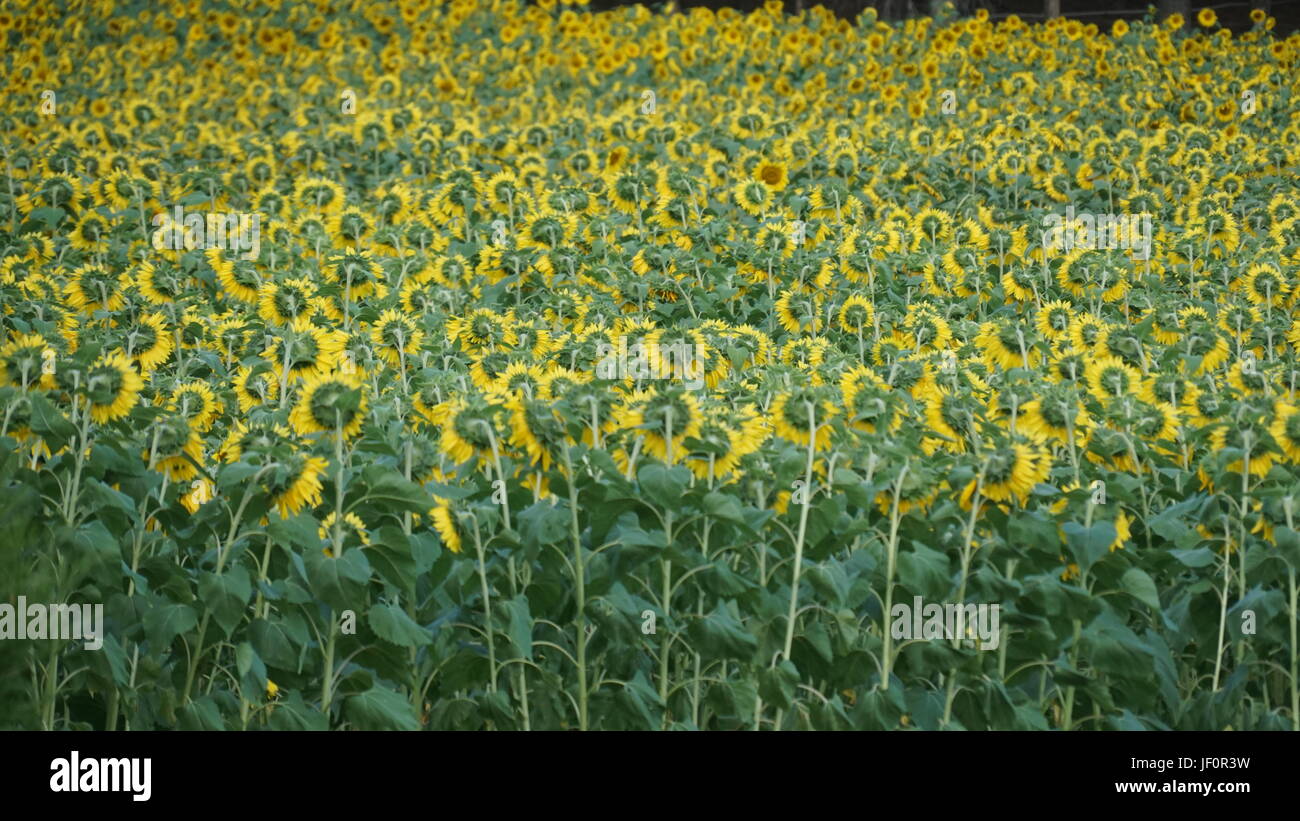 Sunflower Farm in Connecticut Stock Photo Alamy