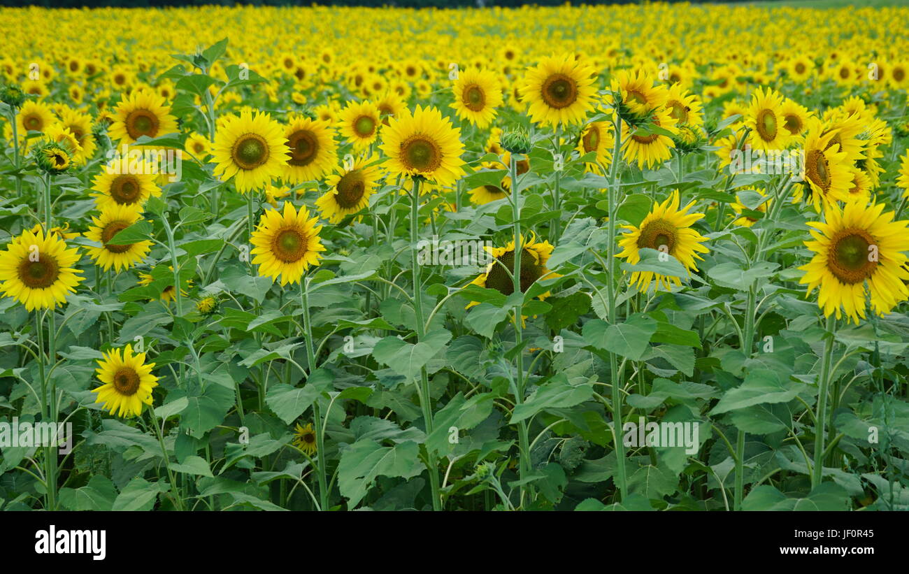 Sunflower Farm in Connecticut Stock Photo Alamy