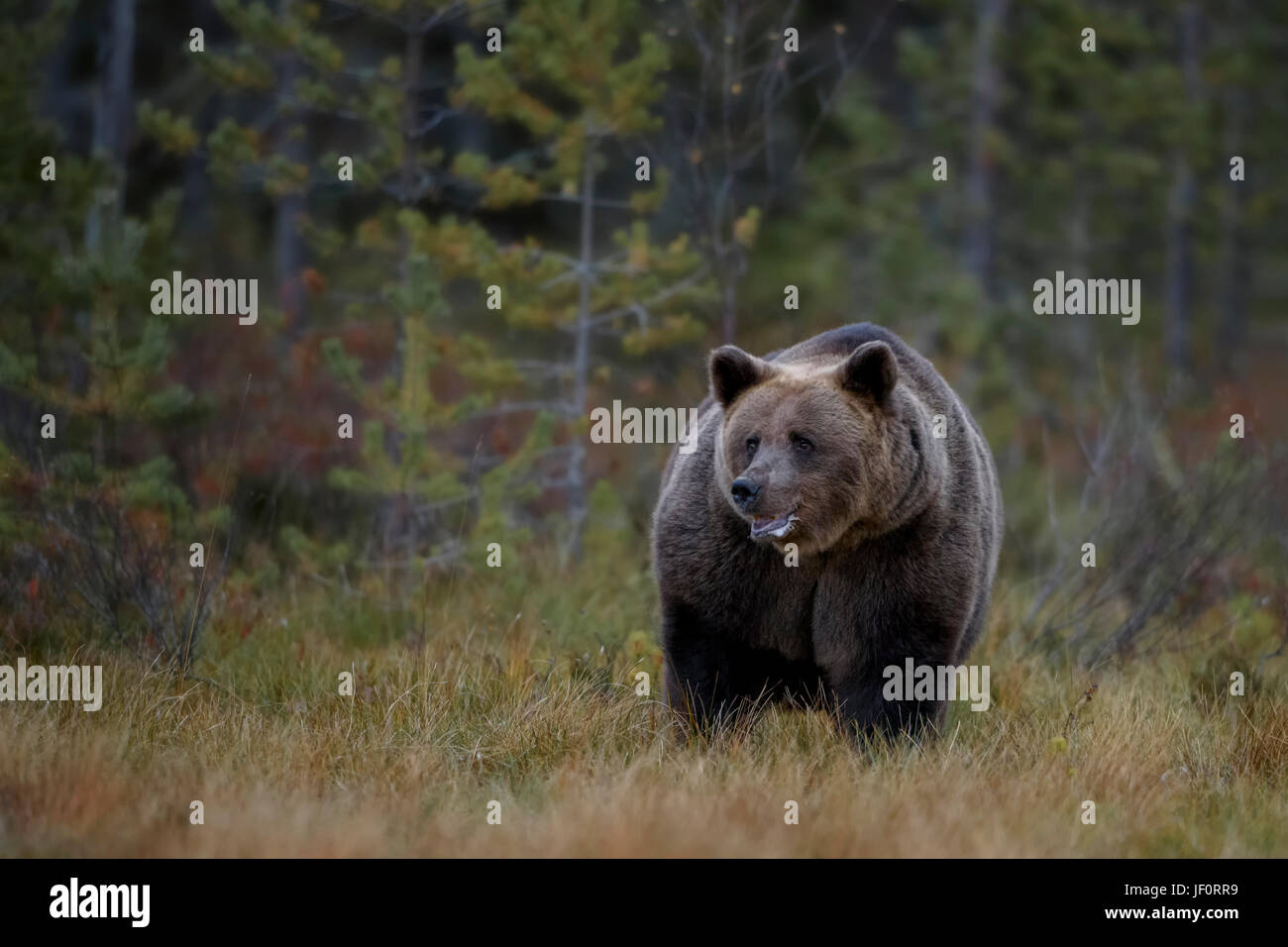 Brown bear in Nordic forest - Finland Stock Photo - Alamy