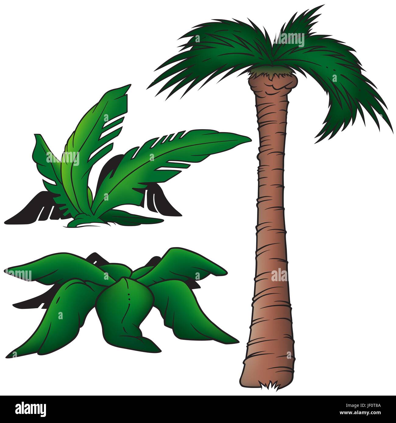 Palms Palm Cartoon Plant Leaf Tree Wood Trunk Flora Botany Palms Stock Vector Image Art Alamy