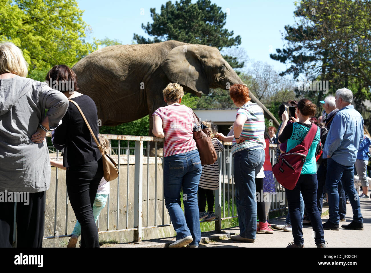 Visitors at the elephant in Magdeburg Zoo Stock Photo