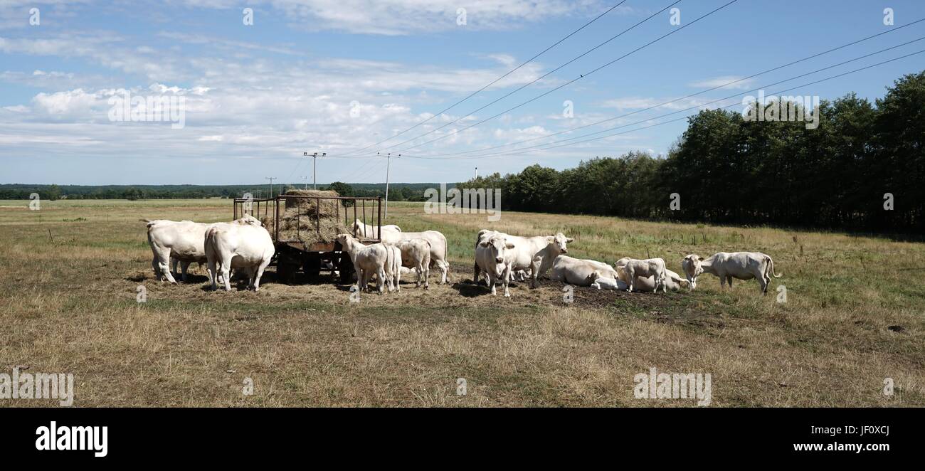 cows on a pasture in summer Stock Photo