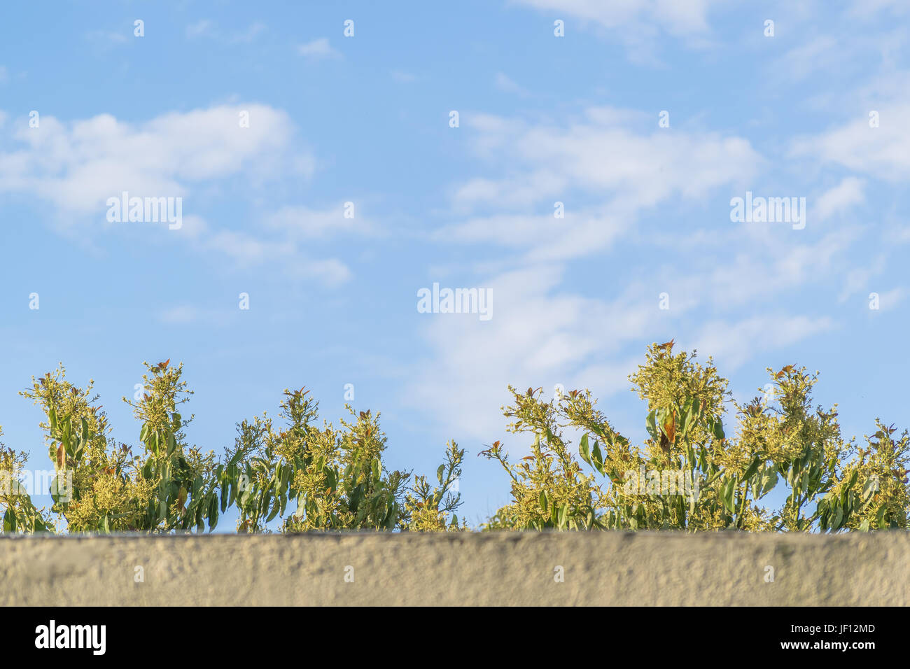 Top of Tree Against Blue Sky Background Stock Photo - Alamy