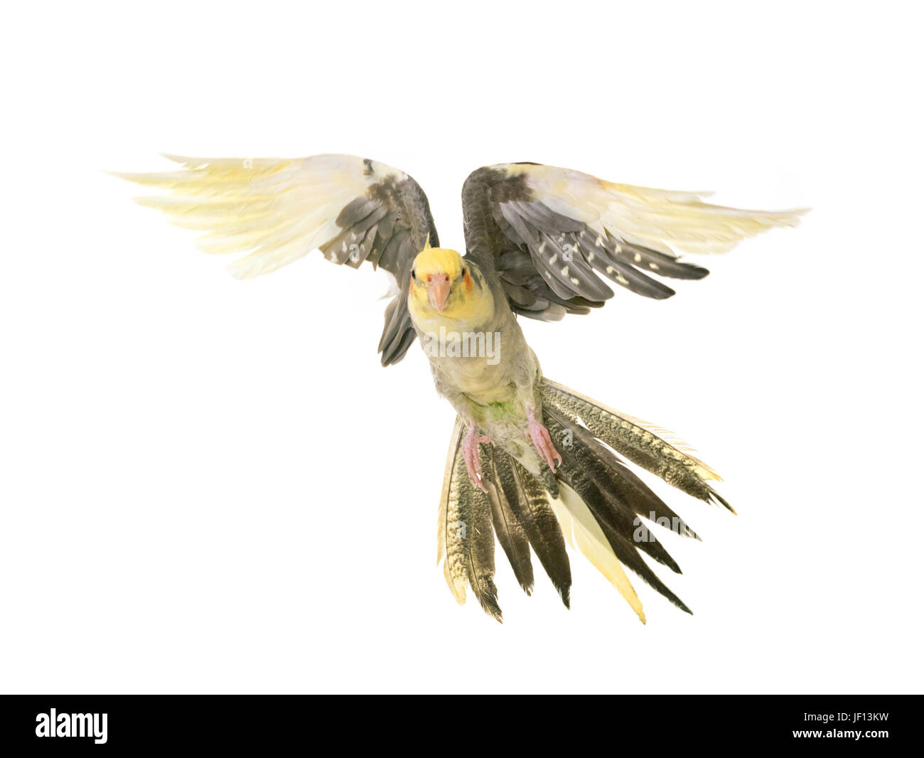 flying cockatiel in front of white background Stock Photo Alamy