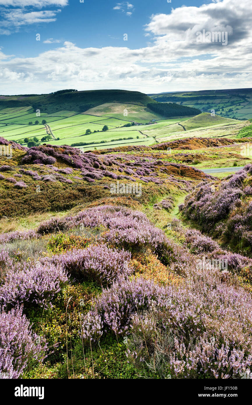 Heather on Danby Rigg, with Fairy Cross in the background Stock Photo