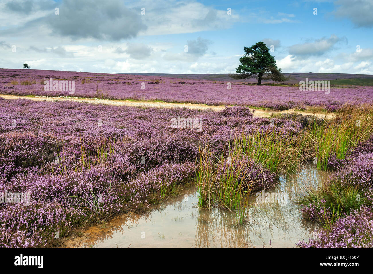 The Tree Rosedale A lone tree in the heather on Rosedale Moor Stock Photo - Alamy