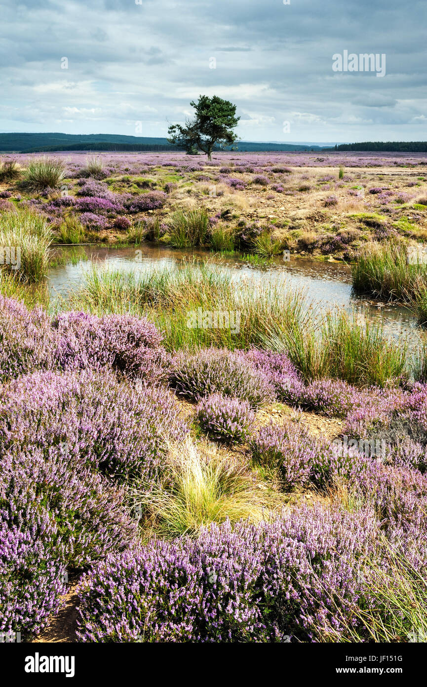 The Tree Rosedale A lone tree in the heather on Rosedale Moor Stock Photo - Alamy