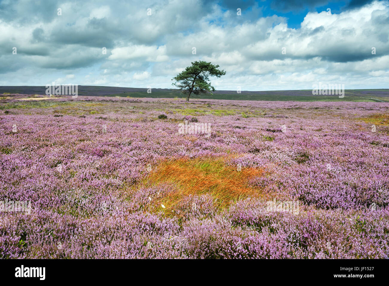 The Tree Rosedale A lone tree in the heather on Rosedale Moor Stock Photo - Alamy