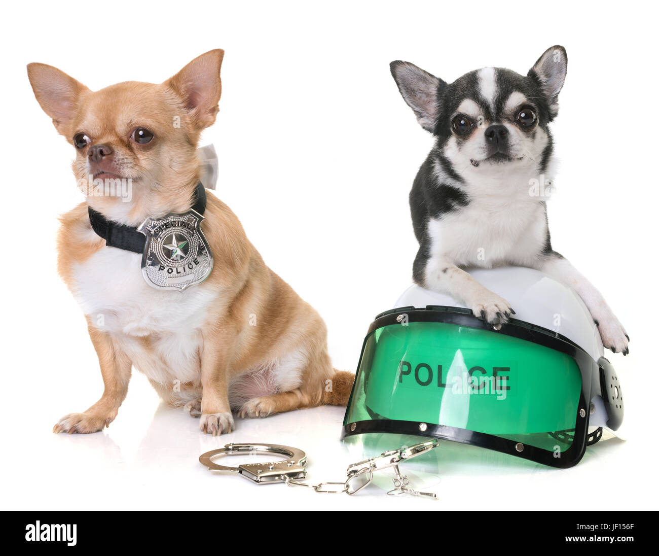 police dogs chihuahua in front of white background Stock Photo Alamy