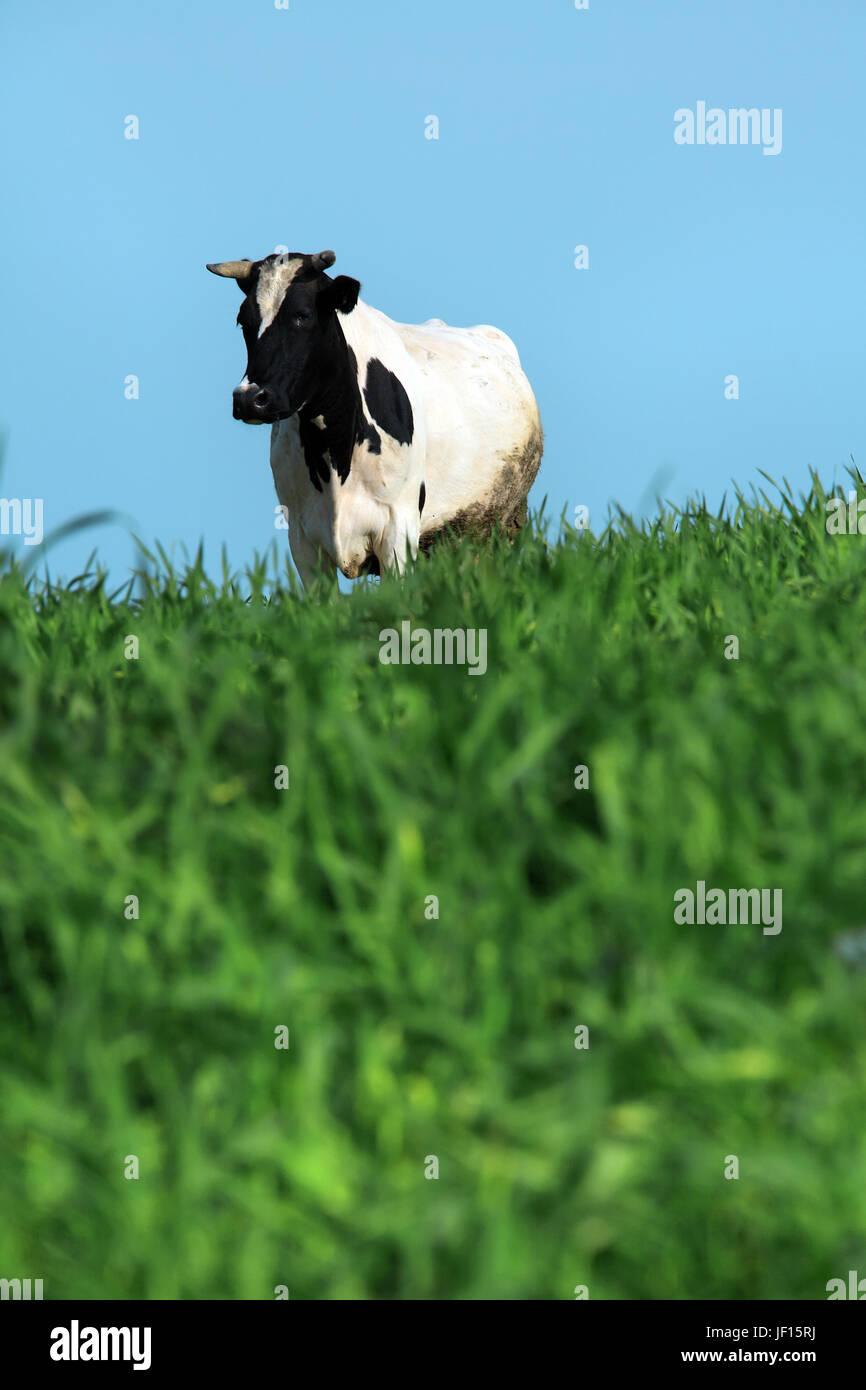 cow eating green grass outdoor Stock Photo Alamy