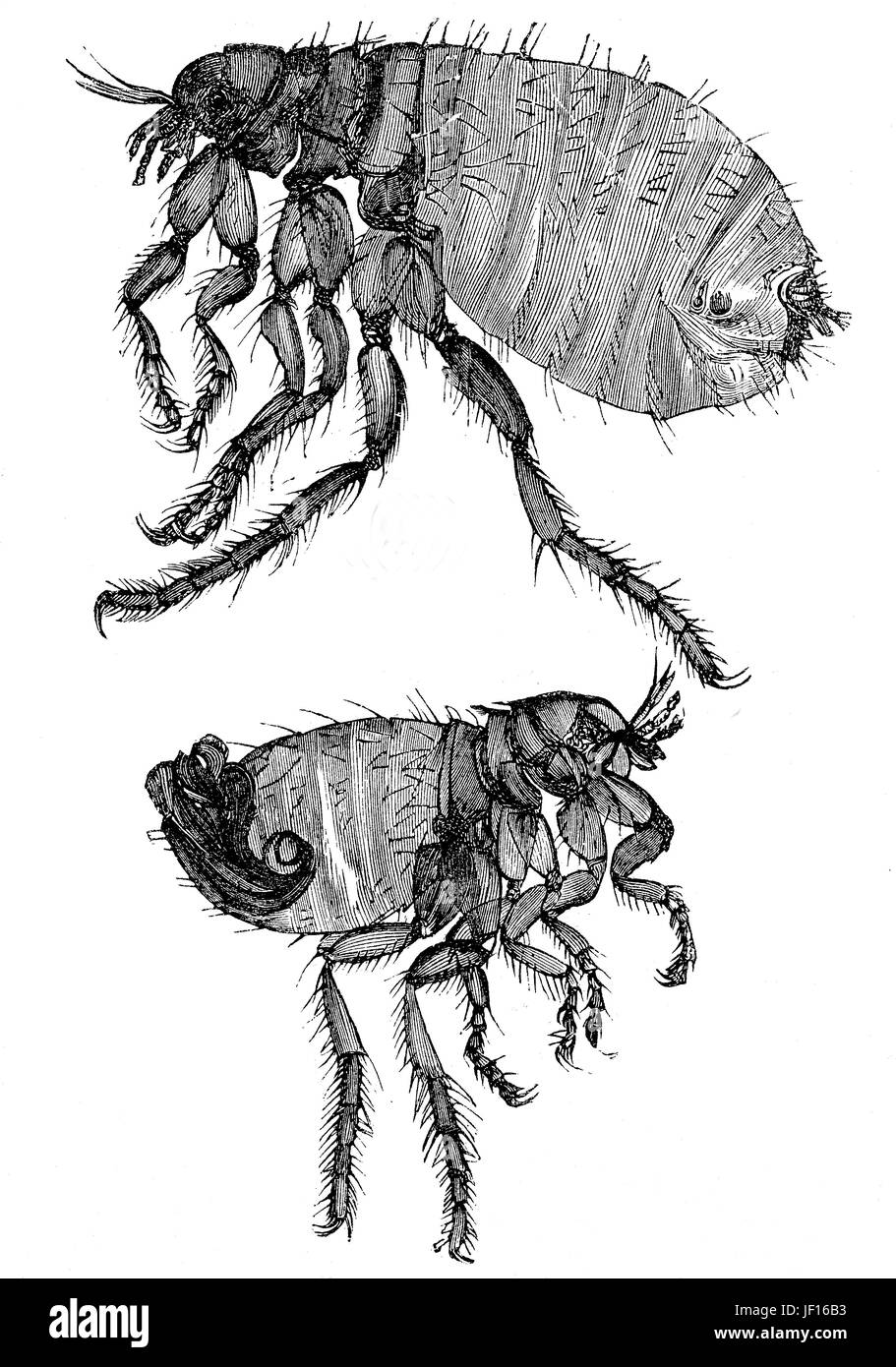 Historical illustration of a dog flea, Ctenocephalides canis, top is a male insect, bottom a female, Digital improved reproduction from an original print from 1888 Stock Photo