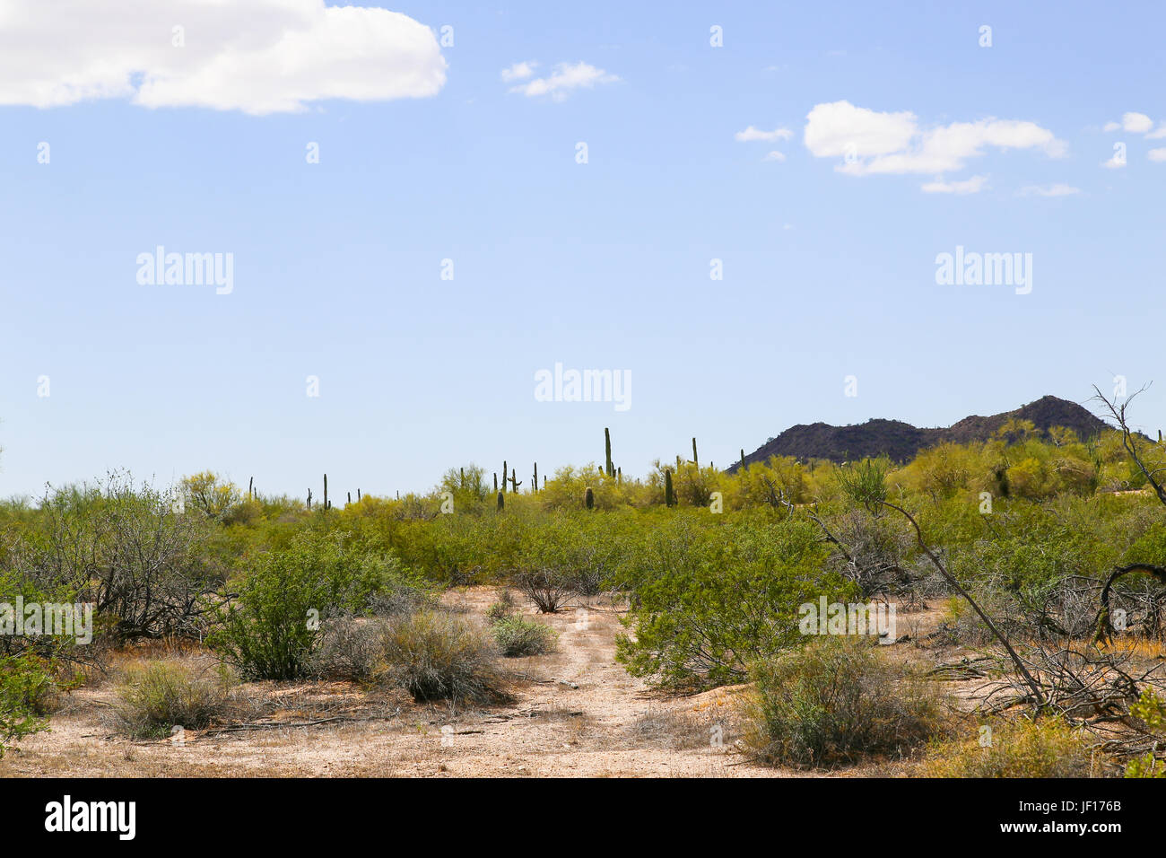 Saguaro in the Sonoran Desert Stock Photo