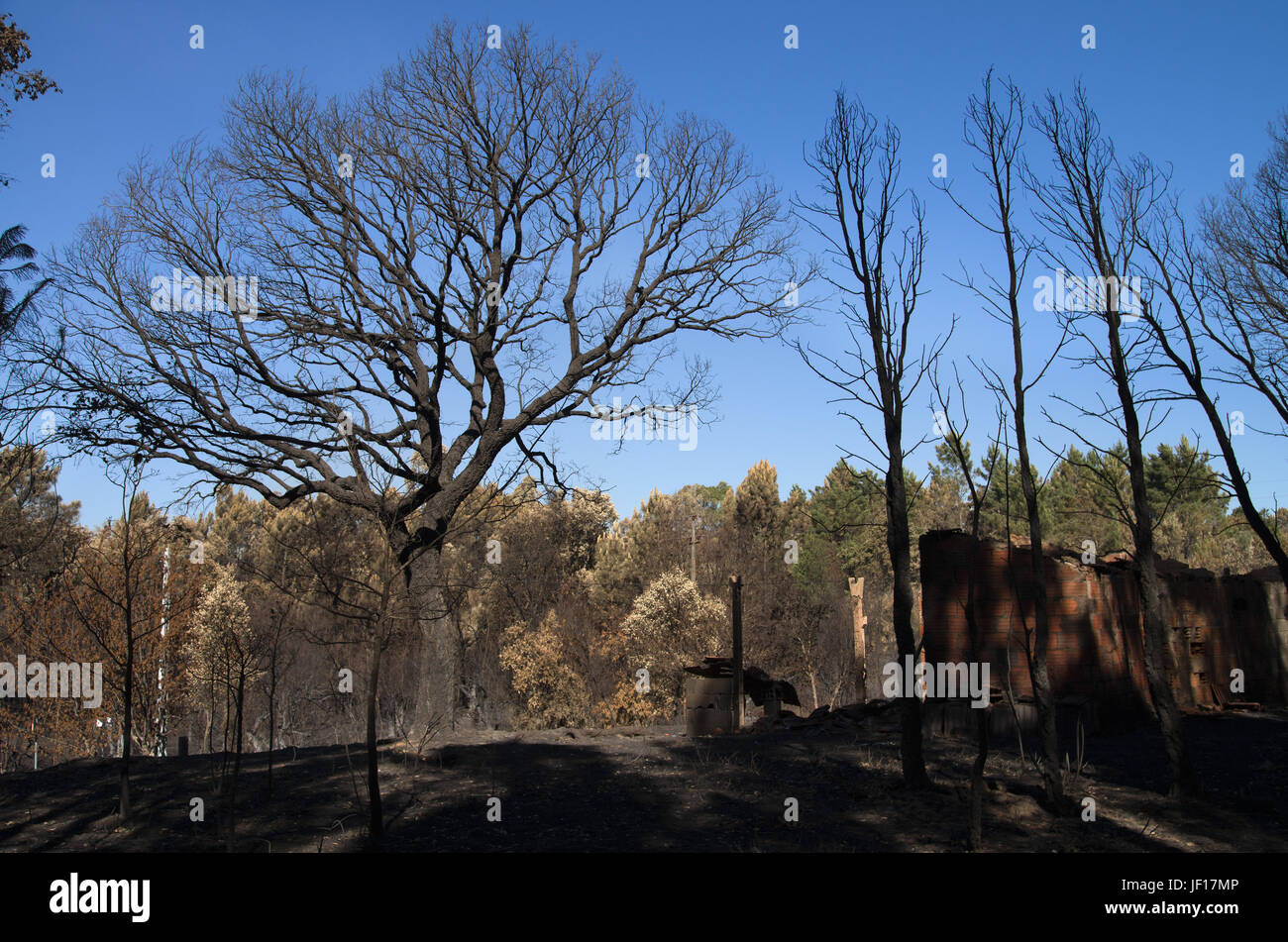 Burnt tree ashes hires stock photography and images Alamy