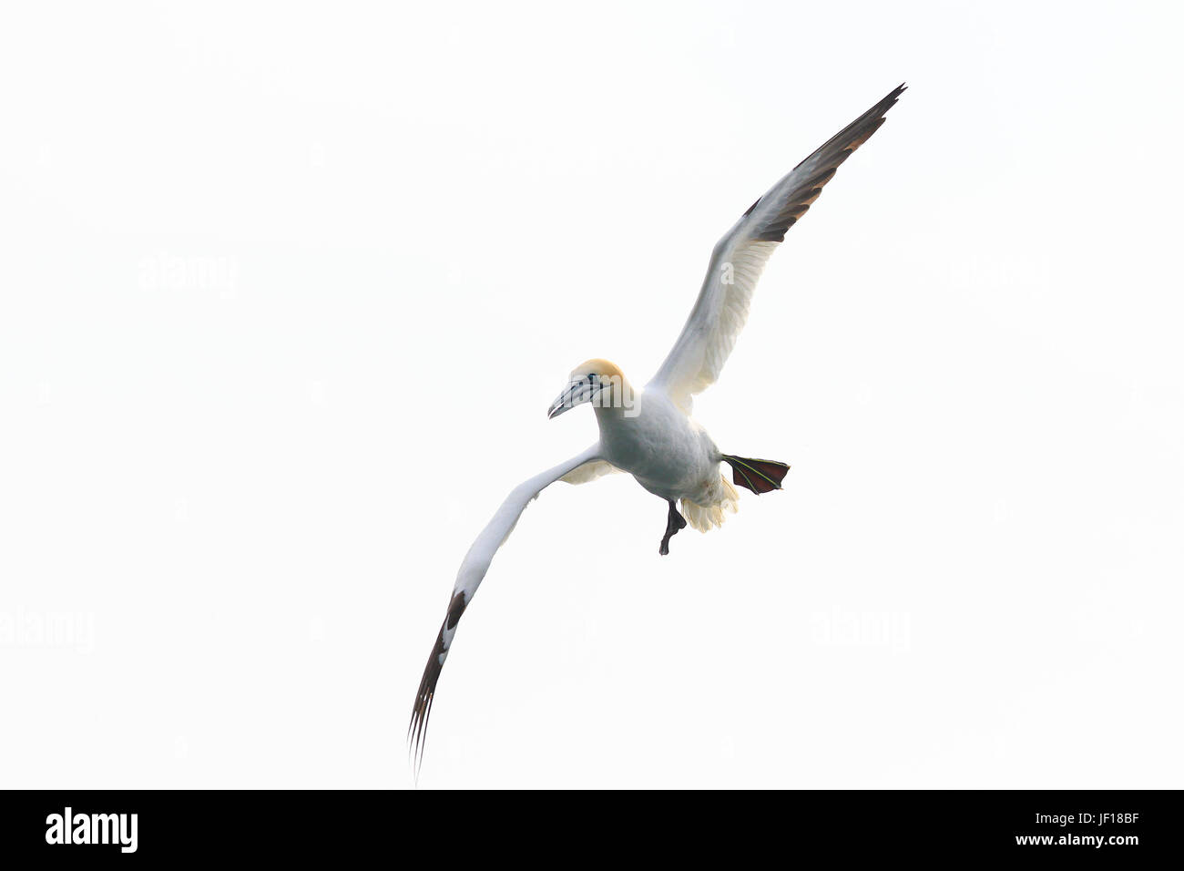 Adult Gannet in flight at Bempton RSPB Reserve Stock Photo