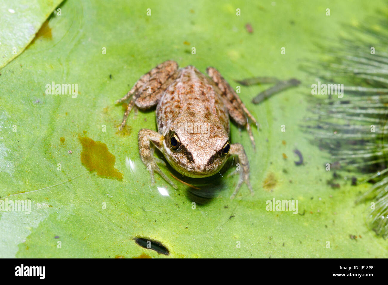 Froglet of the Common Frog (Rana temporaria) on a lily pad in a garden pond, East Sussex, UK Stock Photo