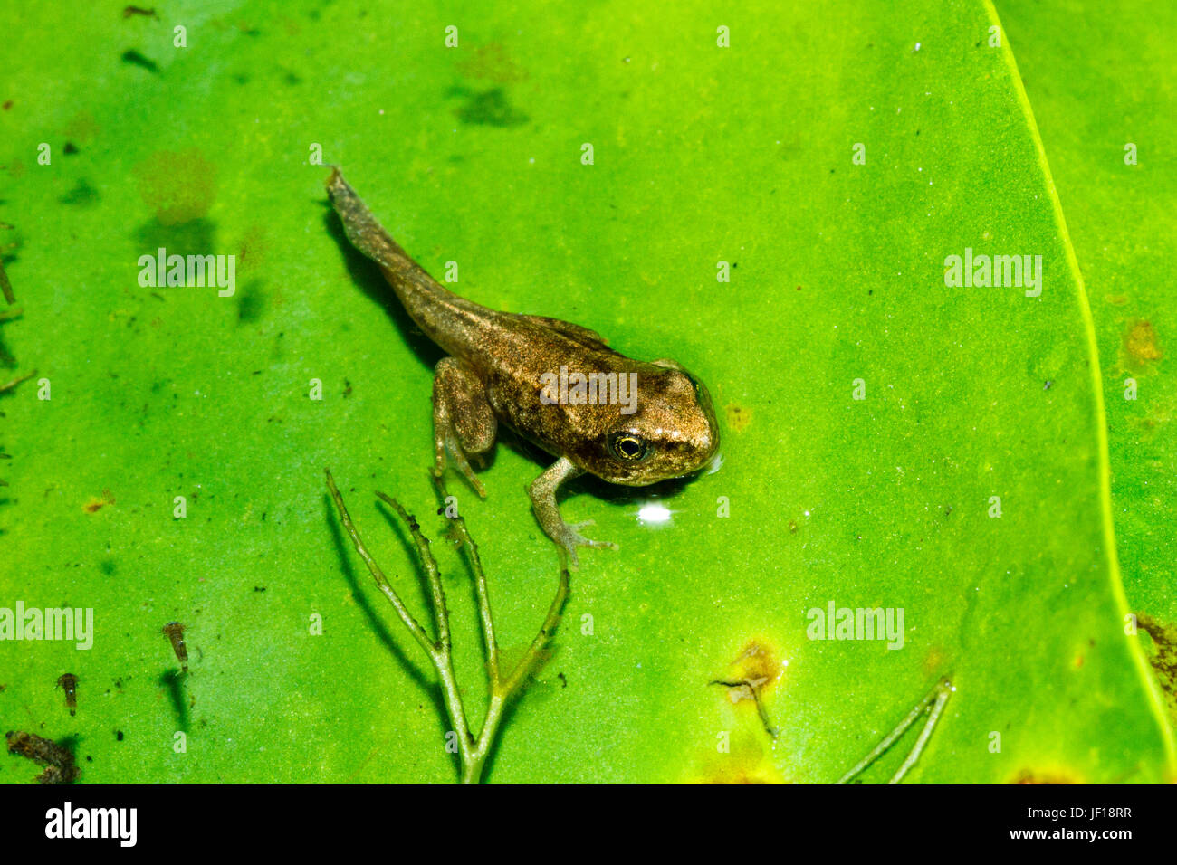 Common frog uk hires stock photography and images Alamy