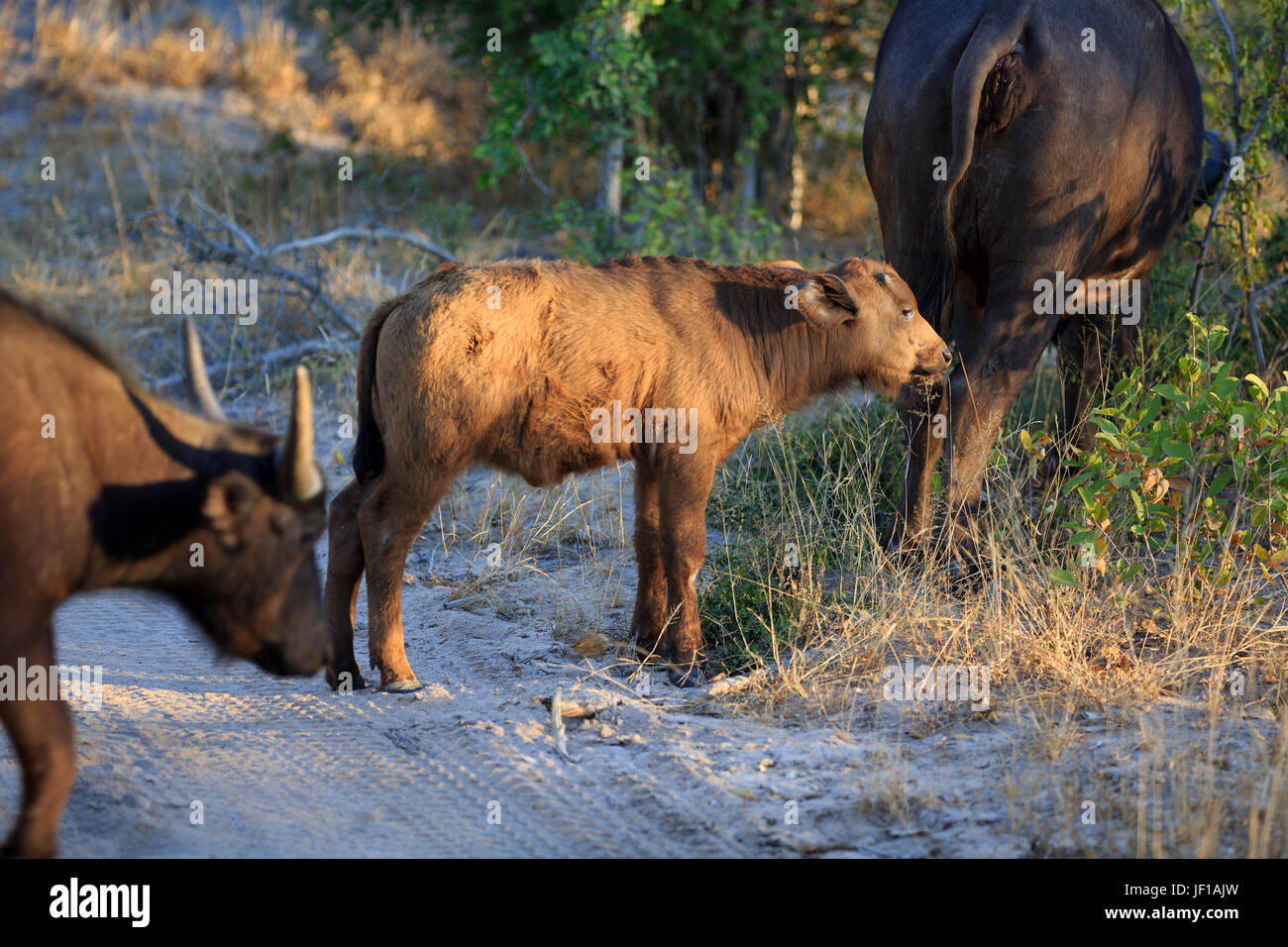 african-buffalo-baby-stock-photo-alamy