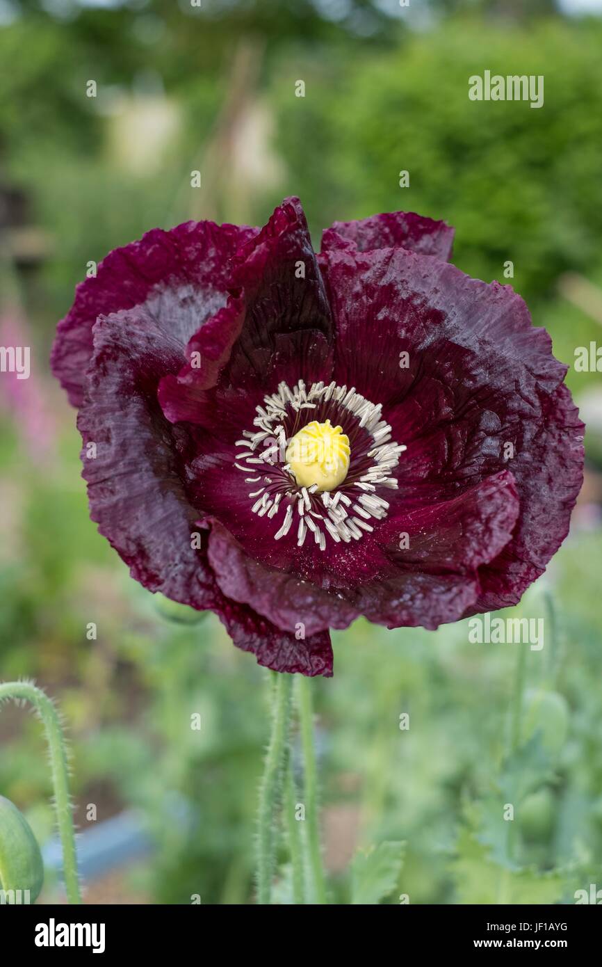 Poppy 'Black Peony' Papaver paeoniflorum, Opium Poppy, Papaver somniferum (Paeoniiflorum group) Hardy Annual Stock Photo