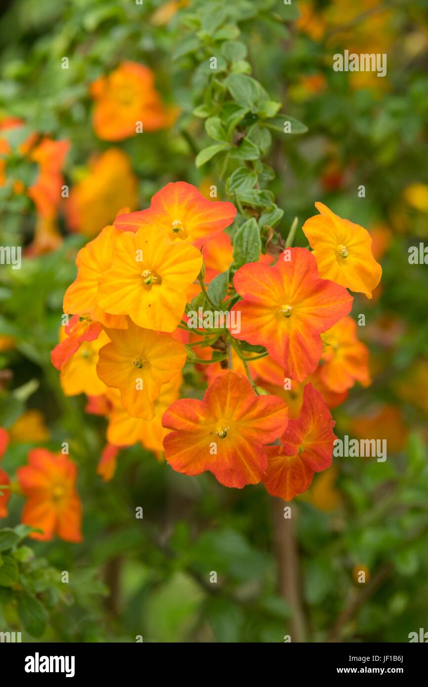 Streptosolen jamesonii, marmalade bush Stock Photo Alamy