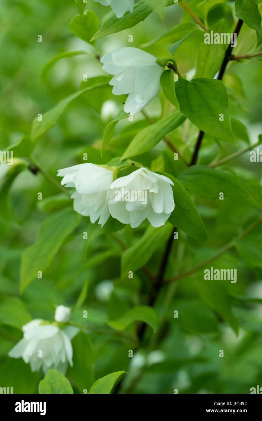 Philadelphus 'manteau d'hermine' hi-res stock photography and images - Alamy