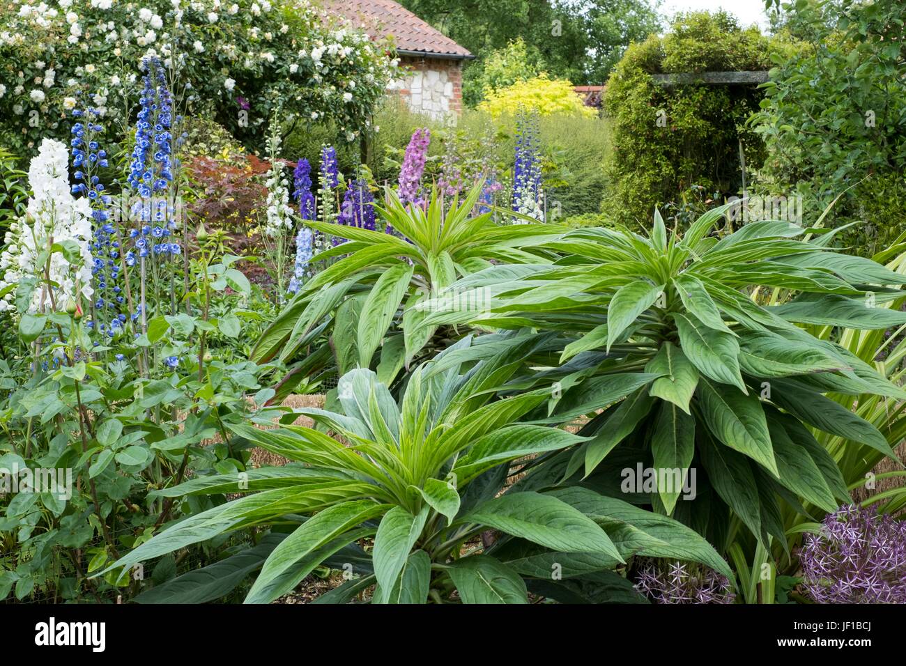 Echium Pininana Hi res Stock Photography And Images Alamy echium-pininana-hi-res-stock-photography-and-images-alamy
