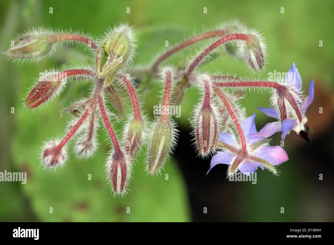 borago officinalis Stock Photo