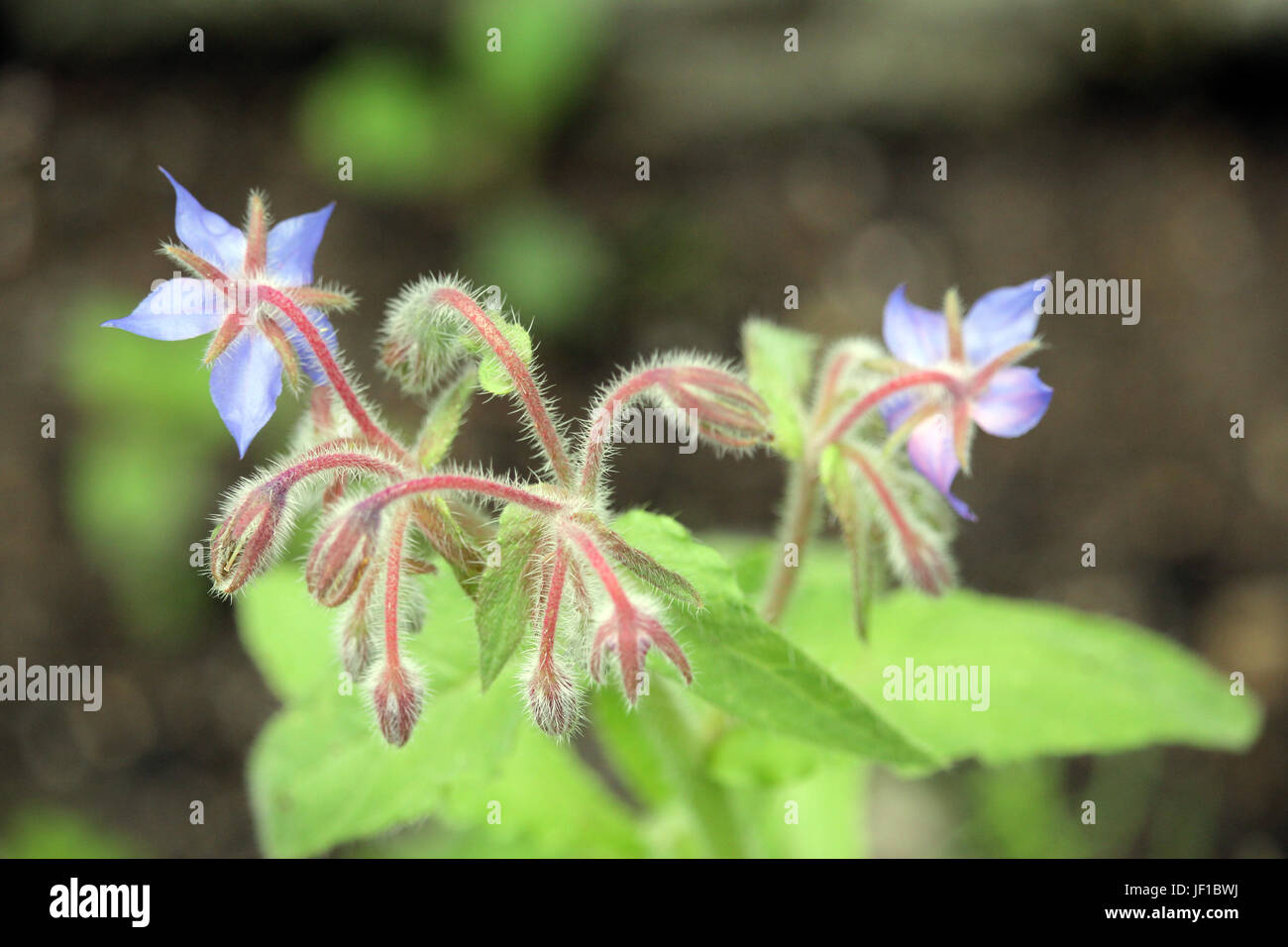 borago officinalis Stock Photo