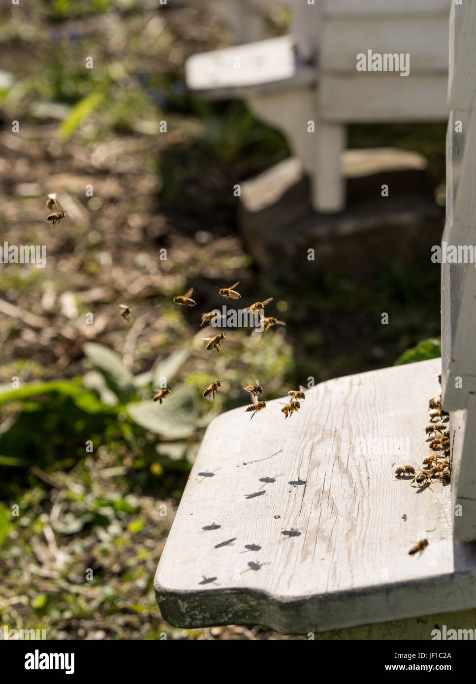 Close up of bees flying in and Out of their hives. Some of the bees carry golden pollen lumps on their legs Stock Photo