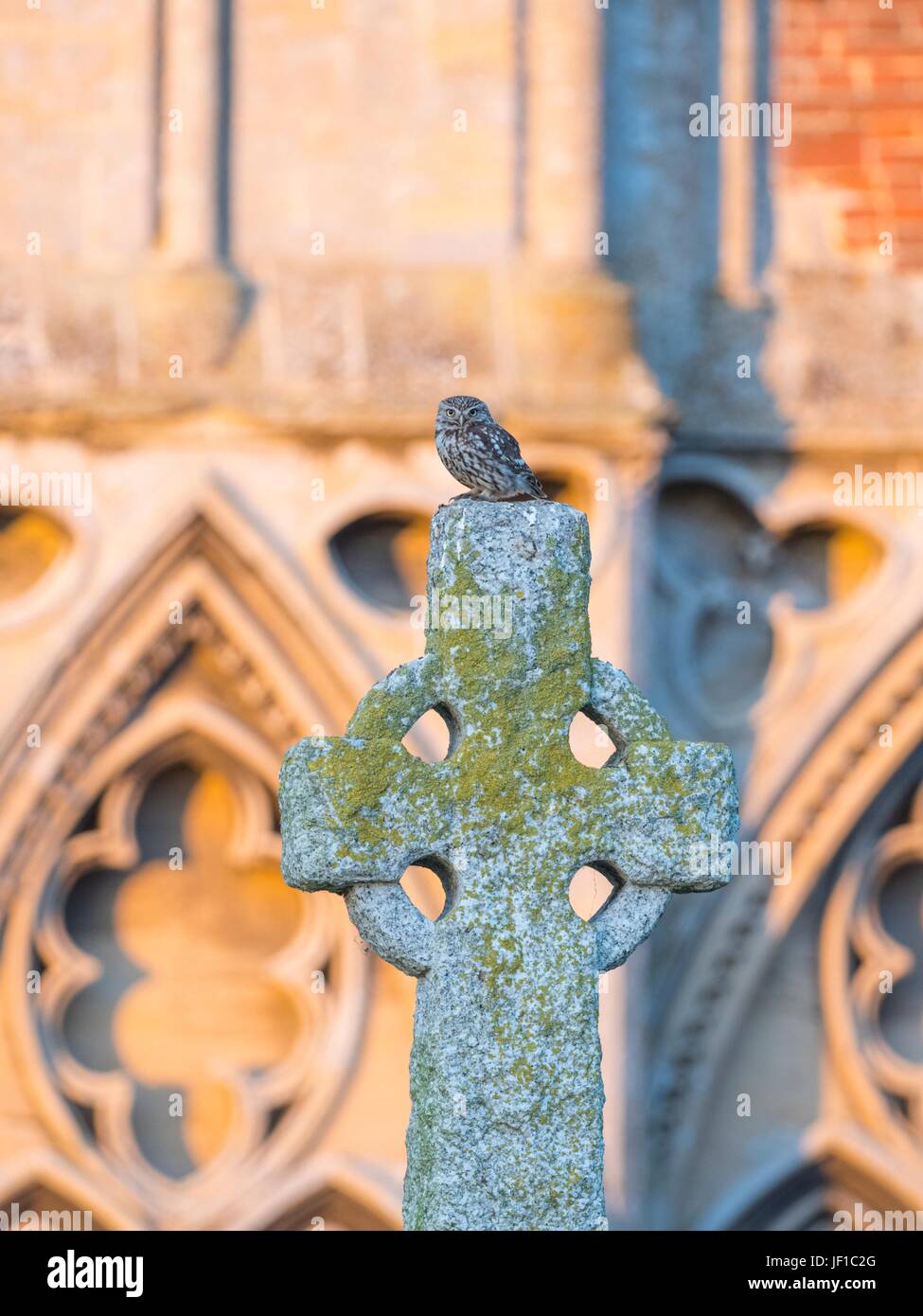 Litttel Owl, Athene noctua perched on a celtic cross in a churchyard. Stock Photo