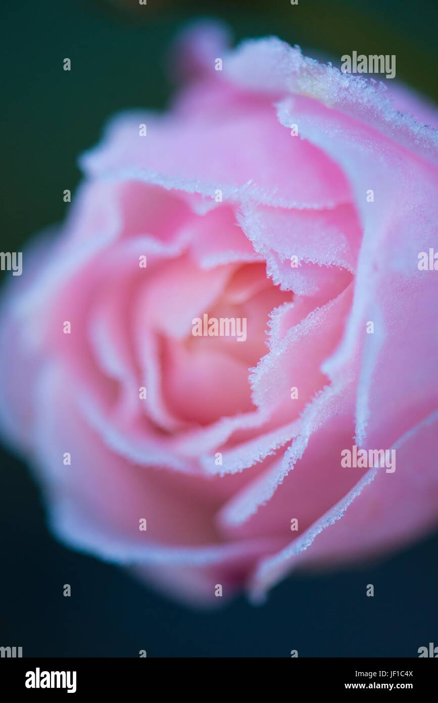 Rose in frost Stock Photo Alamy