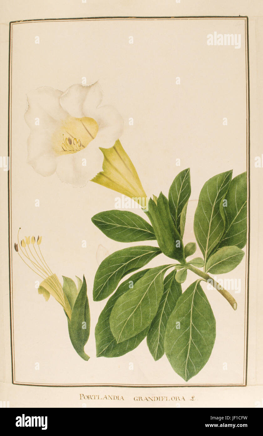 Portlandia grandiflora hi-res stock photography and images - Alamy