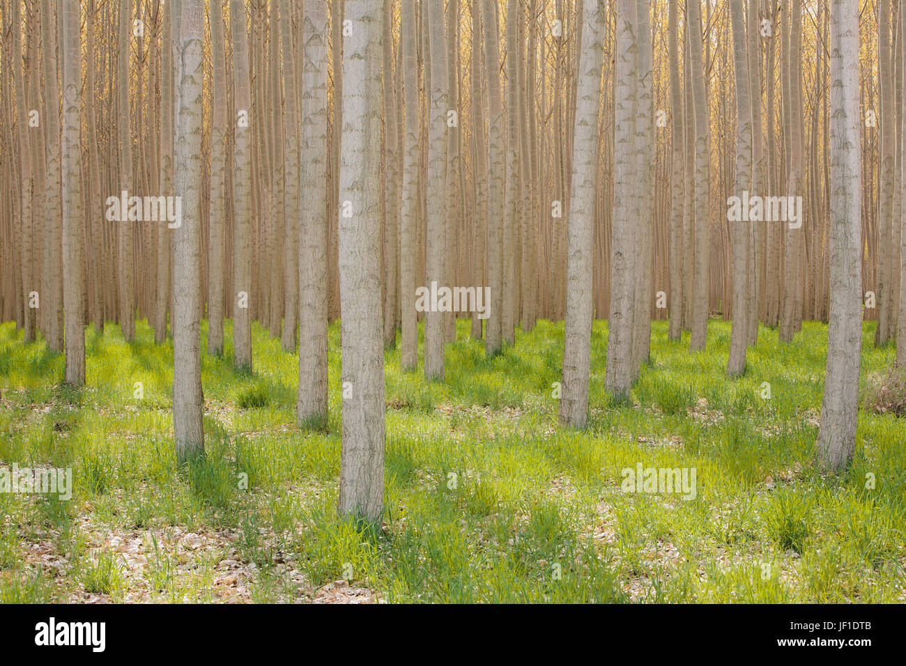 Rows of commercially grown poplar trees Stock Photo Alamy