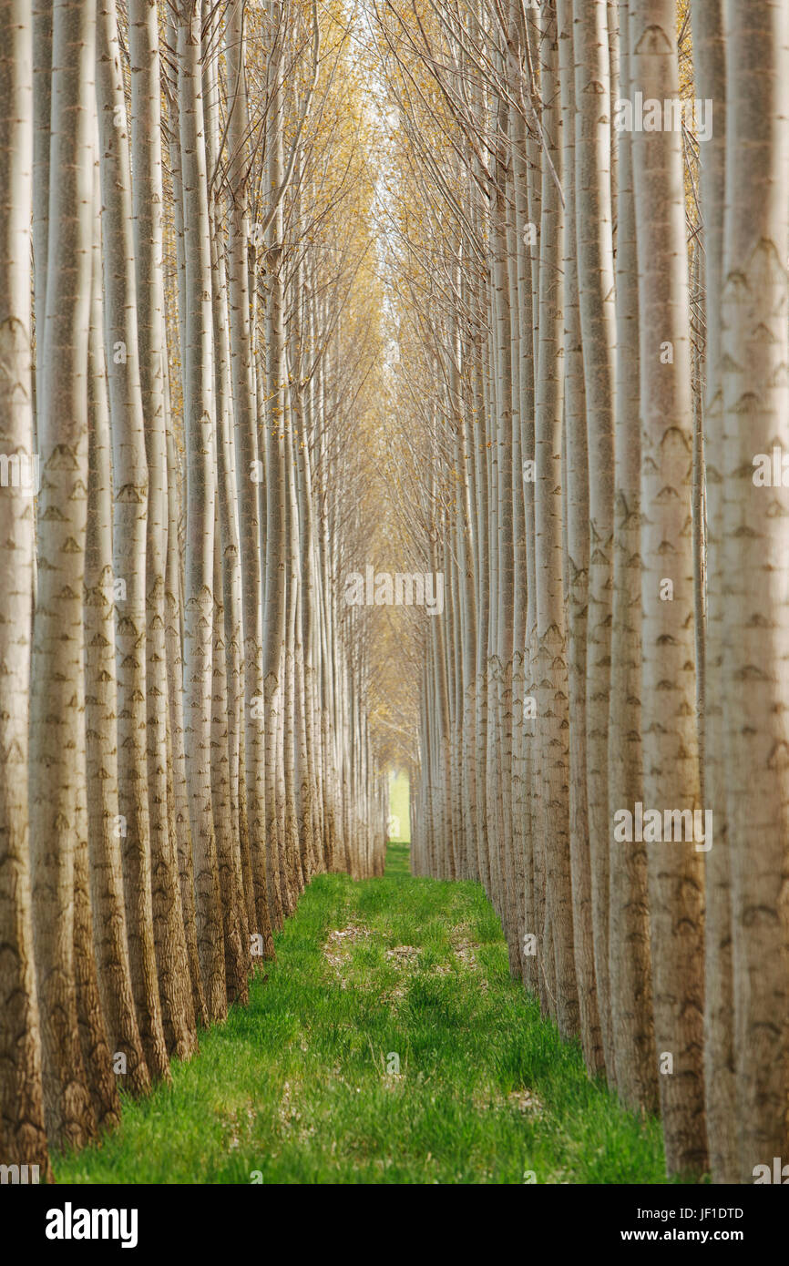 Rows of commercially grown poplar trees Stock Photo Alamy