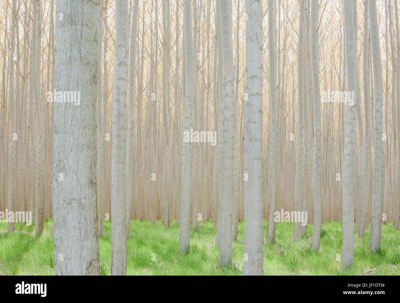 Rows of commercially grown poplar trees Stock Photo Alamy