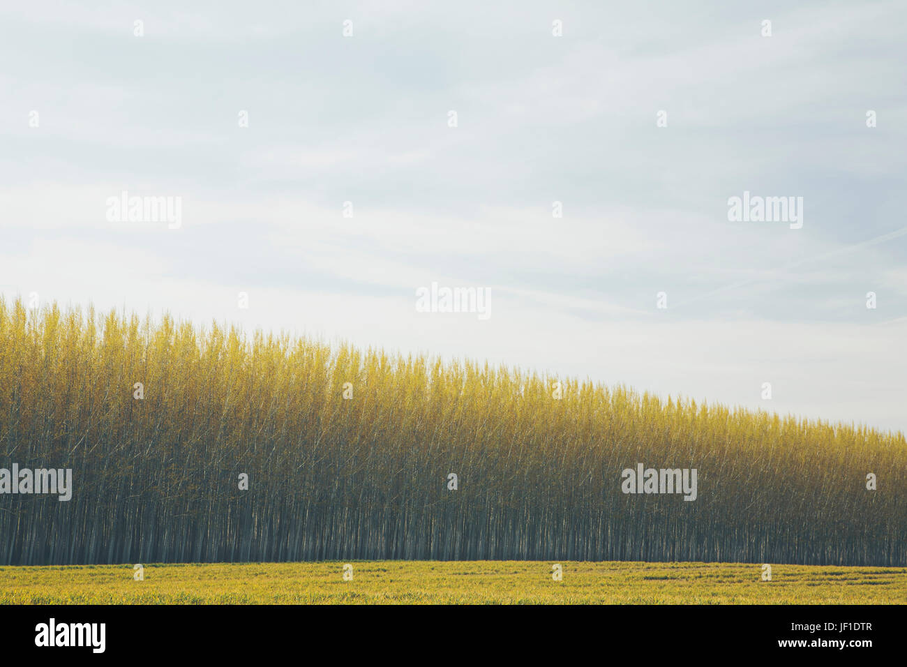 Rows of commercially grown poplar trees Stock Photo Alamy